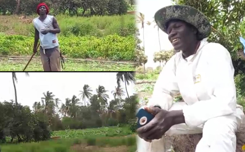 #Migrations - Quand l'environnement et le climat propices des Niayes poussent les jeunes à y rester pour cultiver #Migrations - Quand l'environnement et le climat propices des Niayes poussent les jeunes à y rester pour cultiver