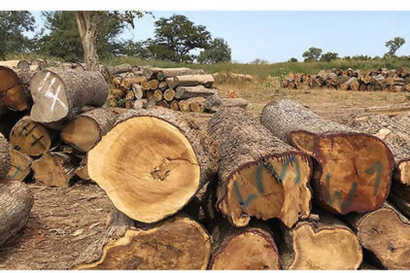 Afrique de l'Ouest: 16 pays dont le Sénégal interdisent le commerce de bois de rose pour empêcher le pillage