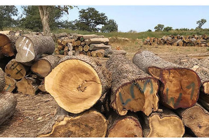 Afrique de l'Ouest: 16 pays dont le Sénégal interdisent le commerce de bois de rose pour empêcher le pillage Afrique de l'Ouest: 16 pays dont le Sénégal interdisent le commerce de bois de rose pour empêcher le pillage