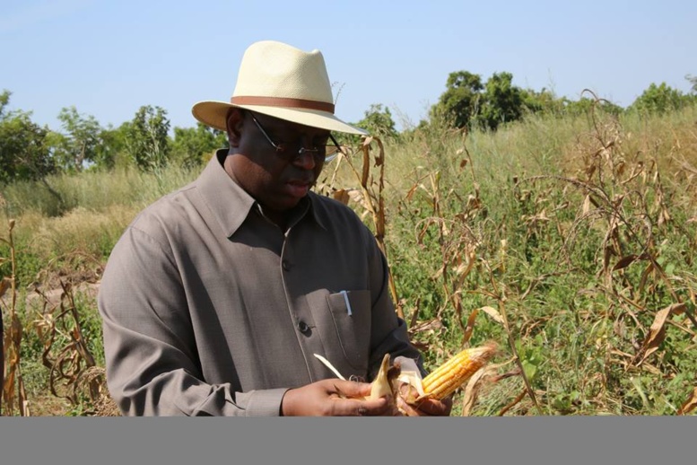 Journée de la terre: le président Sall plante des arbres au Palais de la République Journée de la terre: le président Sall plante des arbres au Palais de la République