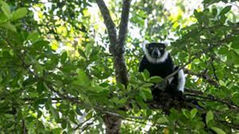 Madagascar: les trafics et menaces mettent en péril la forêt de Vohibola