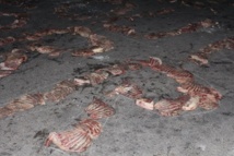 Images - Ucad: Les étudiants, en colère, brulent tous sur leur passage Images - Ucad: Les étudiants, en colère, brulent tous sur leur passage