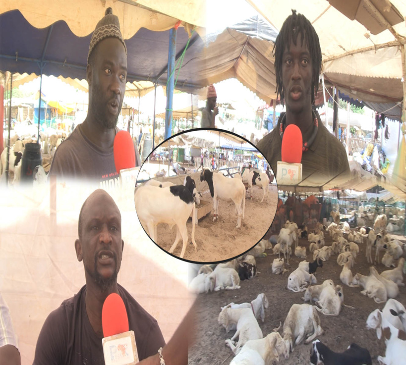 Violences politiques : ouf de soulagement pour les vendeurs de moutons suite au report de la manifestation de YAW Violences politiques : ouf de soulagement pour les vendeurs de moutons suite au report de la manifestation de YAW