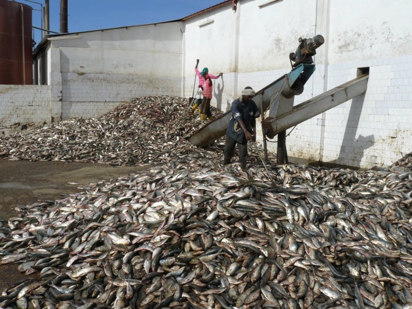 Production de farine de poisson : l'Onu estime que la durabilité de la pêche au Sénégal est «très préoccupante »