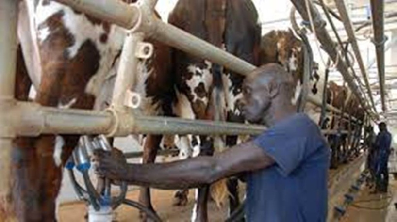 Grogne au ministère de l'Elevage: des techniciens décident de ne pas contrôler les moutons de Tabaski Grogne au ministère de l'Elevage: des techniciens décident de ne pas contrôler les moutons de Tabaski