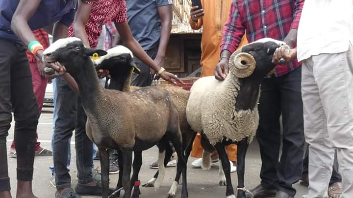 La France offre 3 moutons de race bizet au Sénégal