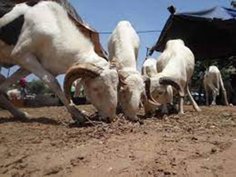 Tabaski : le prix du mouton explose au Mali et au Tchad Tabaski : le prix du mouton explose au Mali et au Tchad