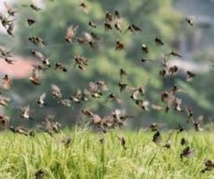 Docteur Dogo Seck "Le riz local nourrit plus les oiseaux granivores que les humains"