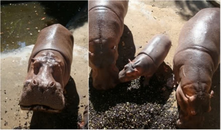 Matam : Cinq hippopotames élisent domicile sur le quai de débarquement, les techniciens mobilisés Matam : Cinq hippopotames élisent domicile sur le quai de débarquement, les techniciens mobilisés