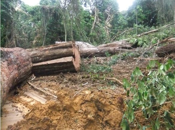 Exploitation illégale: ces « Yakuza » qui détruisent la forêt Gabonaise