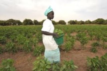 Spéculation foncière au Sénégal: 638 000 ha de terres spoliés, entre 2000 et 2012 Spéculation foncière au Sénégal: 638 000 ha de terres spoliés, entre 2000 et 2012
