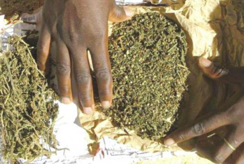 Sénégal : plus de 190 kg de chanvre indien et de la cocaïne saisis à Joal et à Saraya