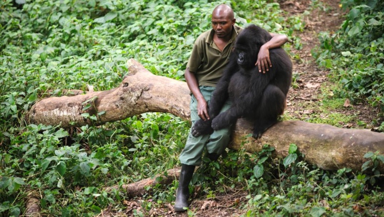 Patrick Karabaranga, l'un des gardien du parc des Virunga, dans l'est de la RDC, en juillet 2012 avec l'un des gorilles pris en charge à Rumangabo.