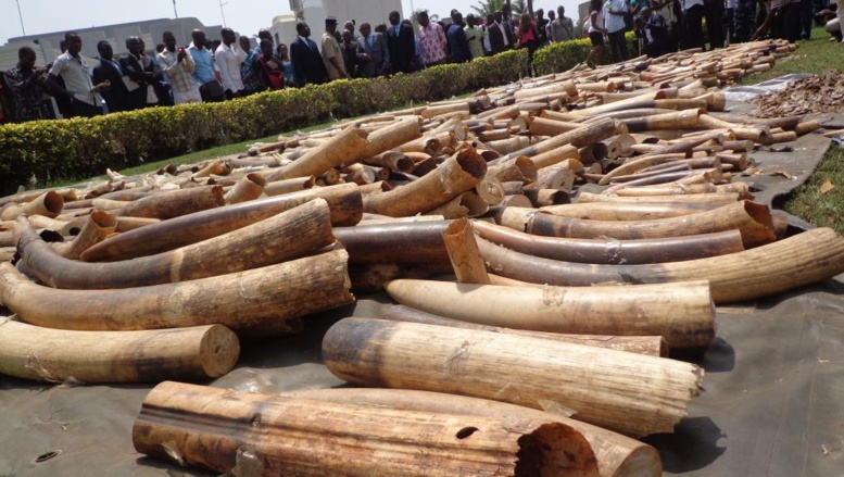 Stock d'ivoire saisi au port autonome de Lomé, le 4 février 2014. AFP/Emilie Kouton