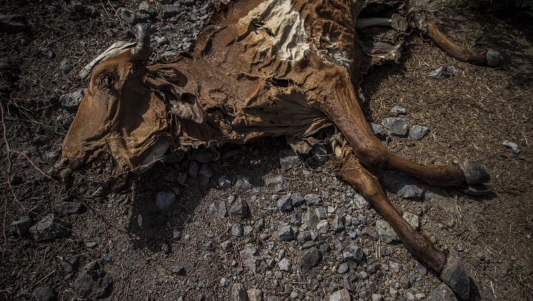 Amérique centrale: la sécheresse tue le bétail et détruit les récoltes