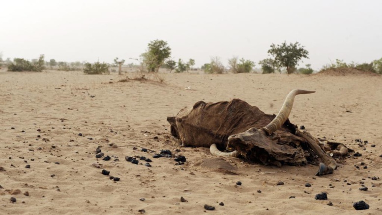 Dans certaines régions du Mali, la sécheresse est telle, que les vaches n'ont plus de quoi se nourrir. AFP PHOTO/ ISSOUF SANOGO