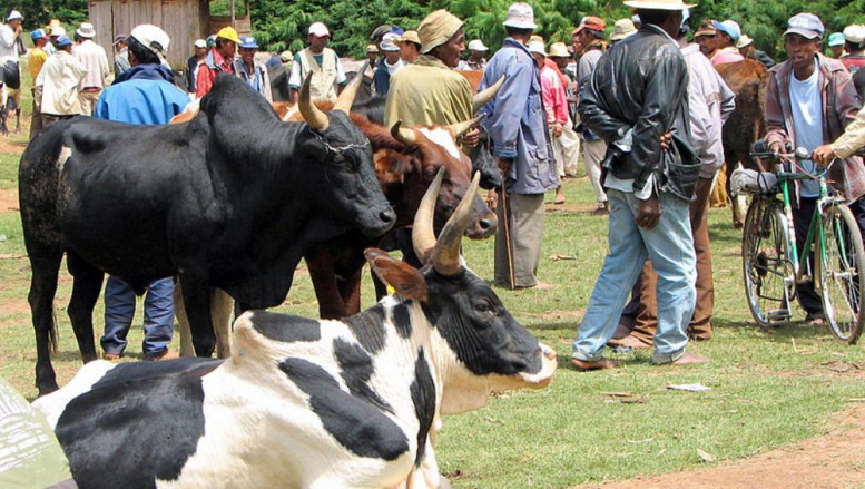 Des zébus au marché de Ambatolampy, à Madagascar. Creative commons/Bernard Gagnon Des zébus au marché de Ambatolampy, à Madagascar. Creative commons/Bernard Gagnon