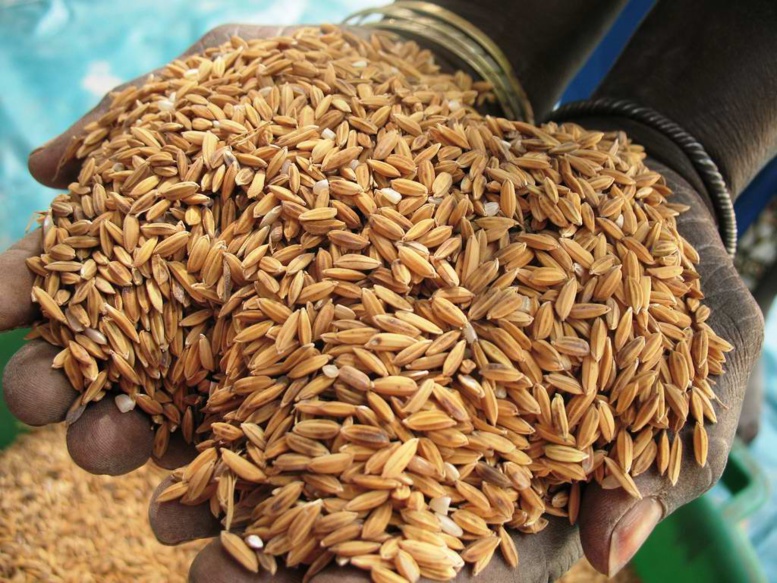 Le monde rural crie sa détresse: il convoque les assises de la riziculture fluviale