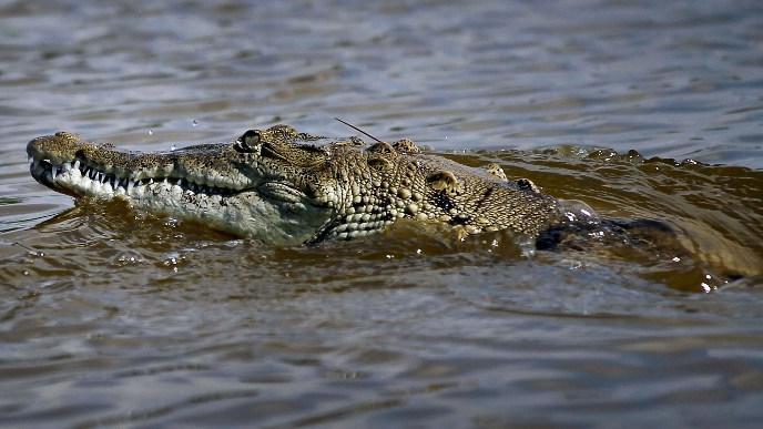 Le crocodile "Pancho" capturé en Floride au grand désespoir des riverains