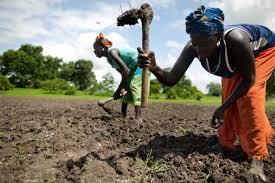 Rapport: Oxfam liste les "mégas partenariats public-privé dans l'agriculture africaine"