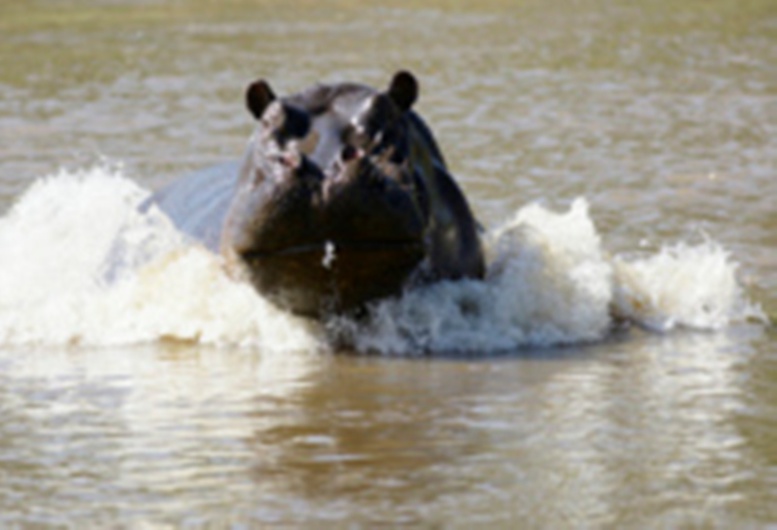 Afrique du Sud: une camionnette écrase dix villageois qui dépeçaient un hippopotame