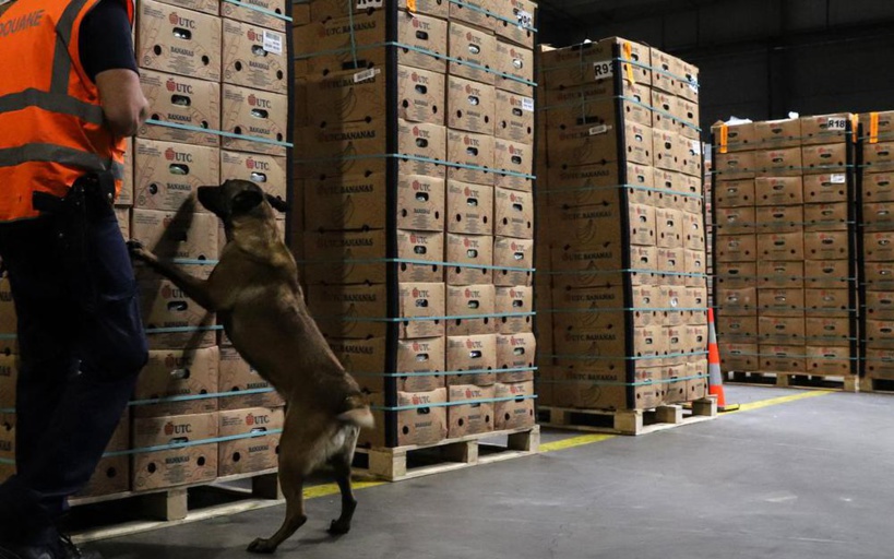 Cocaïne : près de 110 tonnes saisies en 2022 à Anvers, nouveau record