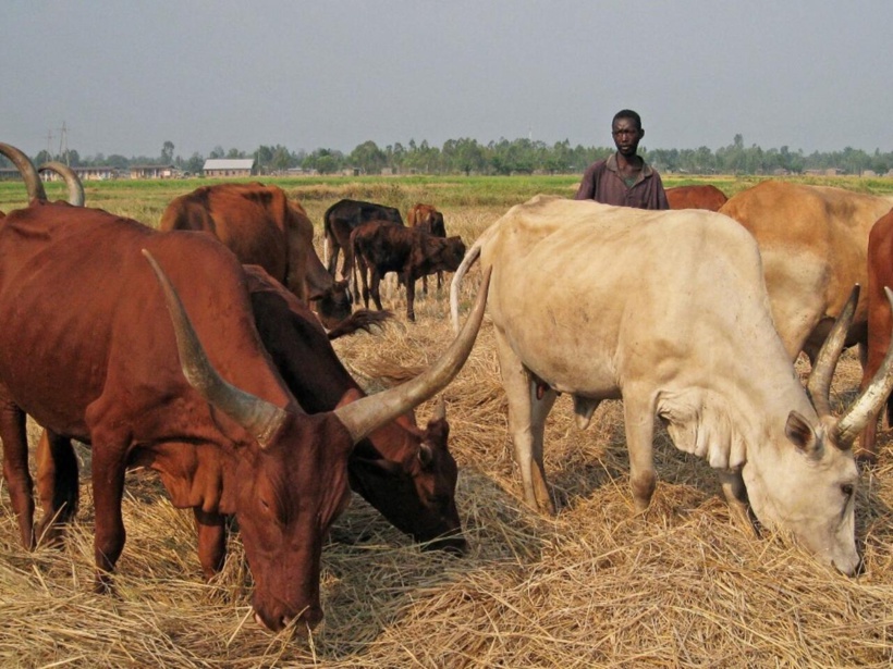 Au Burundi, la colère de paysans dépourvus de l'engrais qu'ils ont payés d'avance