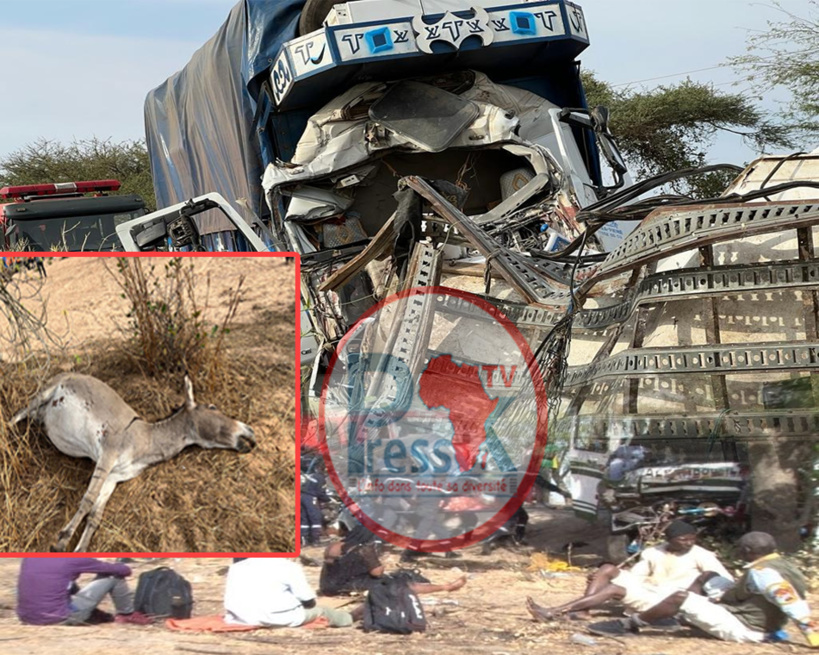 Accident à Louga: un maire demande à l'Etat de prendre des mesures contre les animaux en divagation Accident à Louga: un maire demande à l'Etat de prendre des mesures contre les animaux en divagation