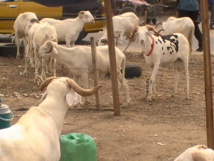 pressafrik.com pressafrik.com