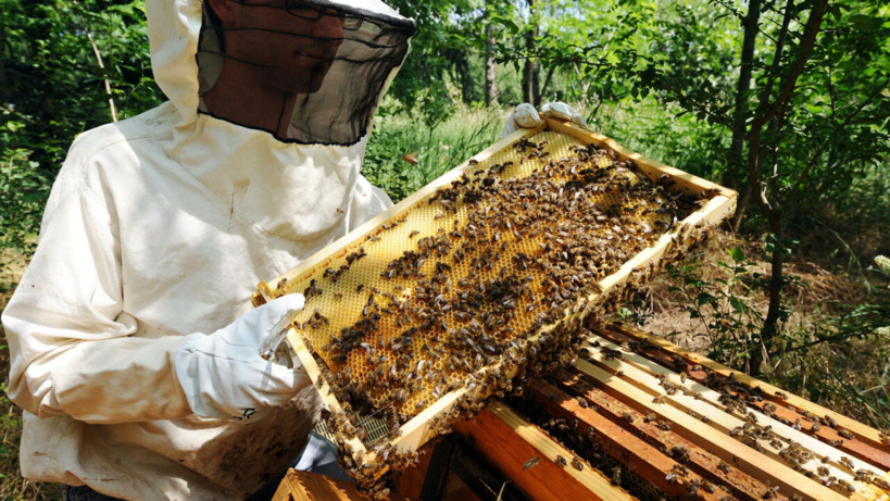 Un vaccin protecteur pour les abeilles autorisé aux États-Unis, une première prometteuse
