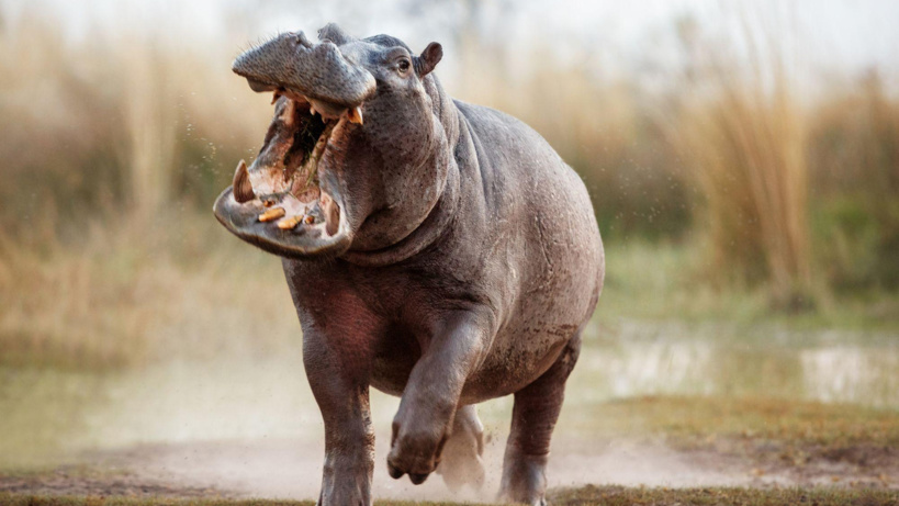 Thilogne: un hippopotame blesse un homme âgé avant d'être abattu