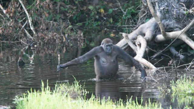 Congo-B: après 25 ans de procédures le parc national de Nouabalé-Ndoki s’agrandit fortement