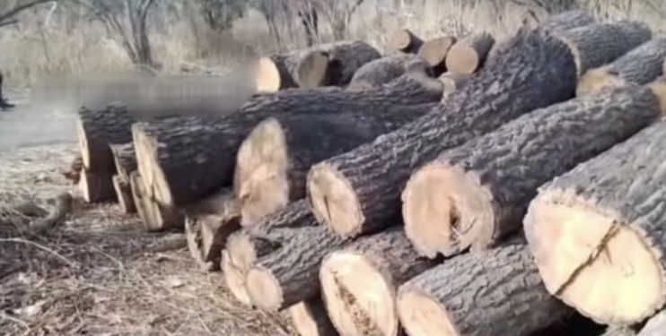 Kolda : la gendarmerie saisie 400 lattes de rônier à des trafiquants