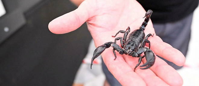 Un passager piqué par un scorpion en plein vol Dakar-Nantes