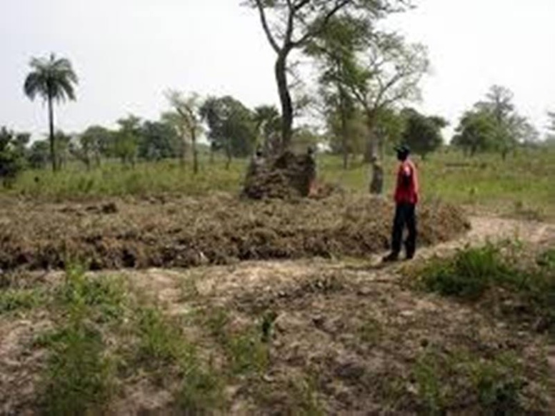 Alerte à Matam : les pluies pas au rendez-vous, les agriculteurs  n’ont rien récolté