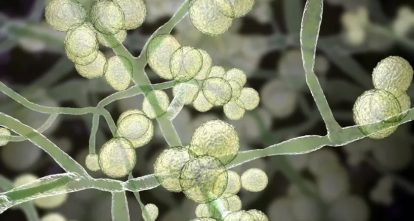 La propagation rapide d’un champignon potentiellement mortel inquiète les États-Unis La propagation rapide d’un champignon potentiellement mortel inquiète les États-Unis