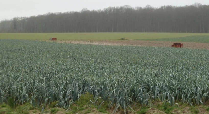 L'urine humaine utilisée comme engrais: des premiers tests prometteurs L'urine humaine utilisée comme engrais: des premiers tests prometteurs