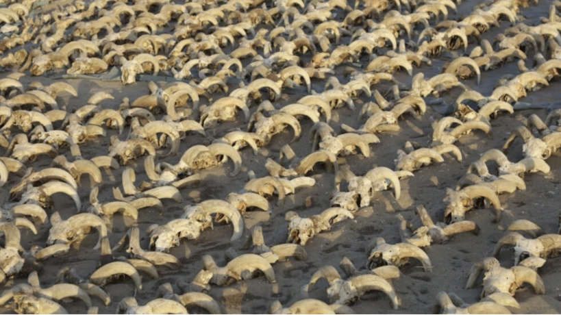 Egypte: 2.000 têtes de béliers momifiées découvertes dans le temple de Ramsès II Egypte: 2.000 têtes de béliers momifiées découvertes dans le temple de Ramsès II