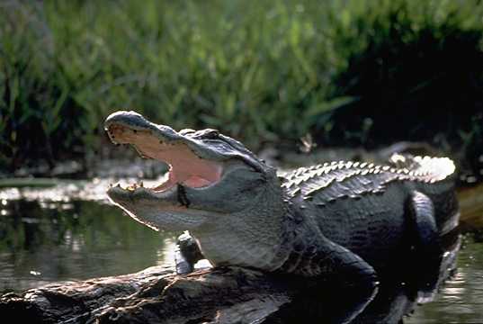 Floride : un enfant retrouvé mort dans la gueule d’un alligator, son père accusé