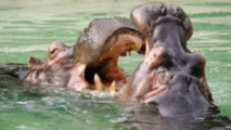 L’hippopotame est considéré comme l’un des mammifères les plus dangereux en Afrique.