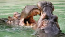 L’hippopotame est considéré comme l’un des mammifères les plus dangereux en Afrique. L’hippopotame est considéré comme l’un des mammifères les plus dangereux en Afrique.