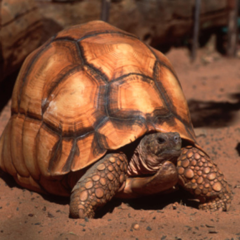 Madagascar: plusieurs interpellations après la saisie de tortues rares