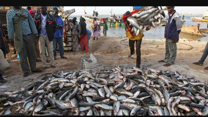 Le Portugal a importé du Sénégal 2.500 tonnes de poisson en 2022 (ministre)