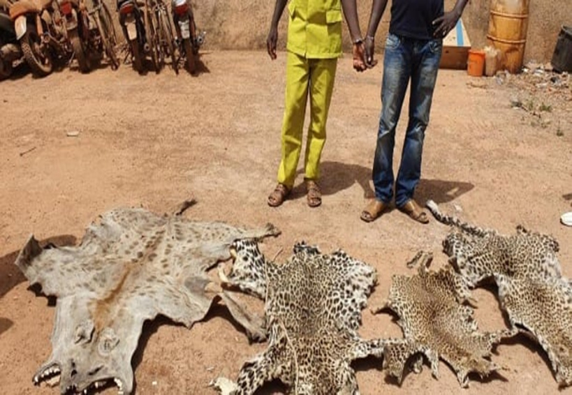 Criminalité faunique: Interpol démantèle un réseau entre Dakar et Abidjan Criminalité faunique: Interpol démantèle un réseau entre Dakar et Abidjan