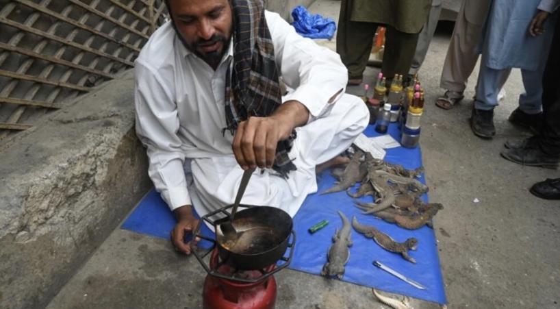 Au Pakistan, des hommes misent sur un élixir à base de gras de lézard pour doper leur libido Au Pakistan, des hommes misent sur un élixir à base de gras de lézard pour doper leur libido