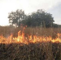 Le ranch de Doli sous la menace des flammes depuis hier lundi