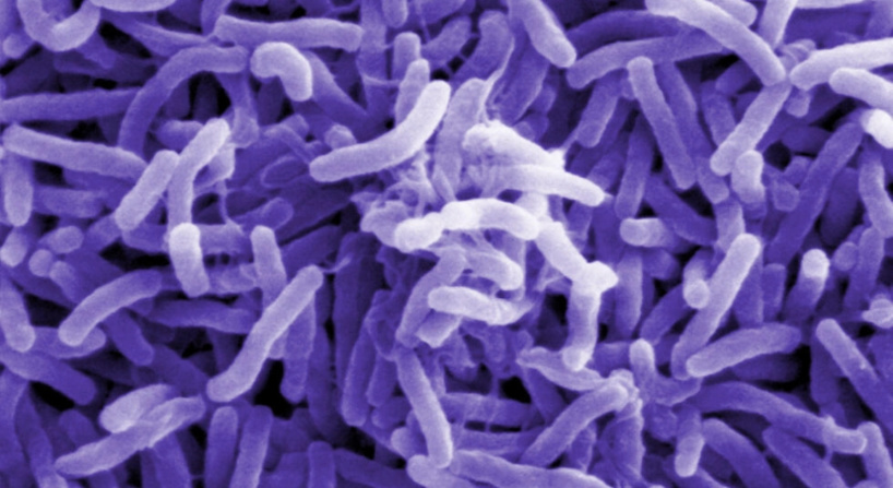 Au Cameroun, cinq régions sont désormais touchées par une épidémie de choléra Au Cameroun, cinq régions sont désormais touchées par une épidémie de choléra