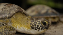 Photo d'illustration. La tortue étoilée est une espèce classée en danger critique d'extinction. © RFI/Igor Strauss