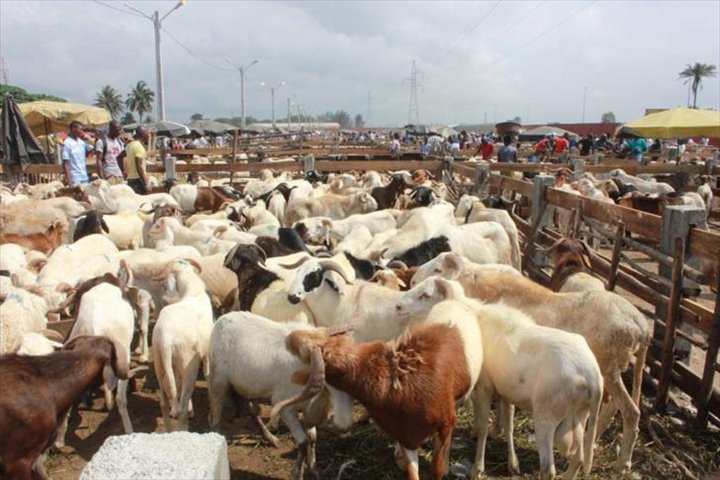 Approvisionnement en moutons : Amadou Bâ entame une visite dans plusieurs localités ce samedi