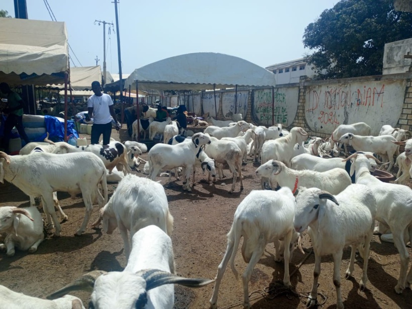 Approche de la Tabaski: vendeurs de mouton et clients pas encore à la fête, l’Affaire Sonko-Adji Sarr pointée du doigt Approche de la Tabaski: vendeurs de mouton et clients pas encore à la fête, l’Affaire Sonko-Adji Sarr pointée du doigt
